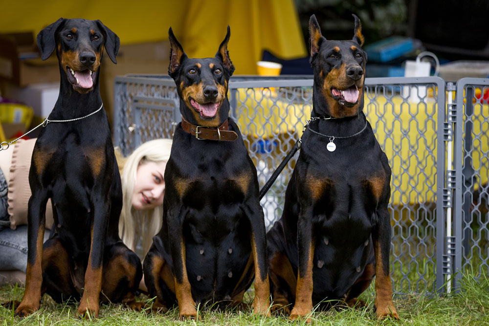 Nyx Night Goddess deGV, Mona-Liza, Charivnitsa Zlata deGV  Nyx Night Goddess deGV, Mona-Liza, Charivnitsa Zlata deGV